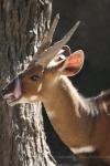 Western bushbuck