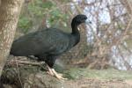 Wattled guan