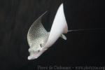 Atlantic spotted eagle-ray