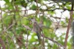 Long-tailed sylph