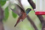 Amazilia hummingbird