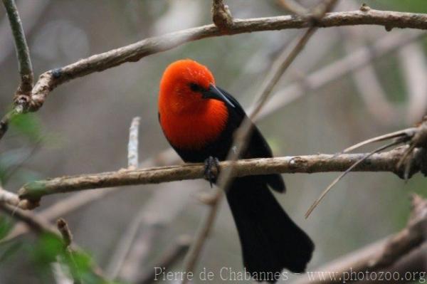 Scarlet-headed blackbird