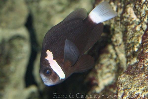 Whitesnout anemonefish