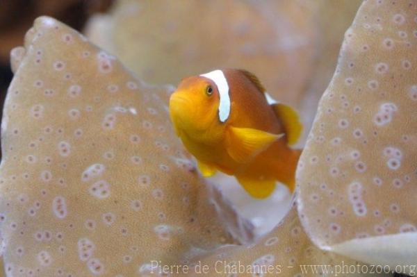 Thielle's anemonefish