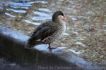 Red-billed duck