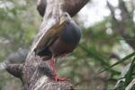 Giant wood rail