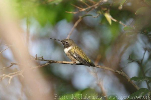 Ruby-throated hummingbird *