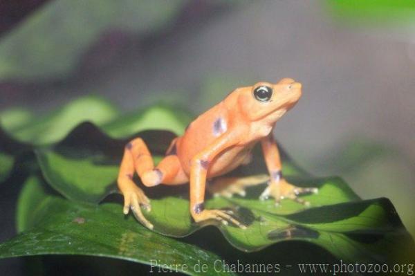 Panamanian golden frog