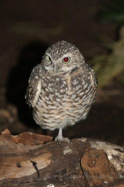 Burrowing owl