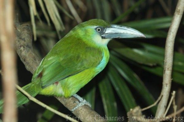 Blue-banded toucanet