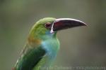 Crimson-rumped toucanet