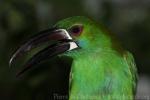 Crimson-rumped toucanet