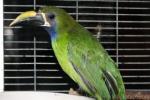 Blue-throated toucanet