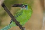 Groove-billed toucanet *