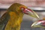 Saffron toucanet