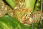 Eyelash palm viper