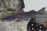 Tigerstriped catfish