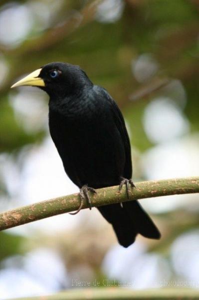 Small-billed cacique