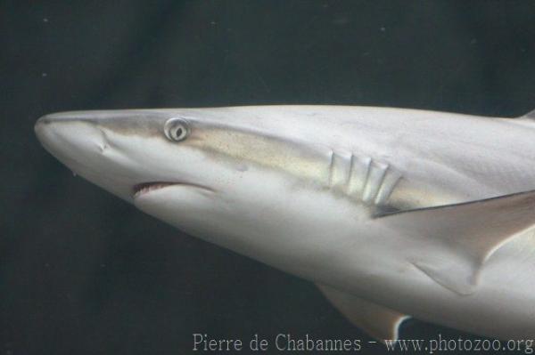 Blacknose shark