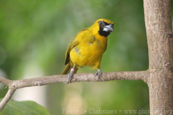 Yellow-green grosbeak