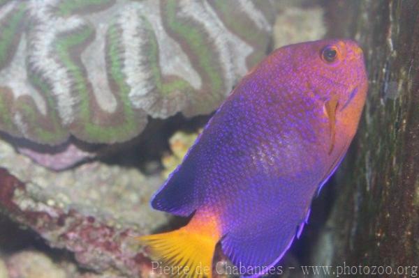 Japanese angelfish *