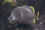 Wrought-iron butterflyfish