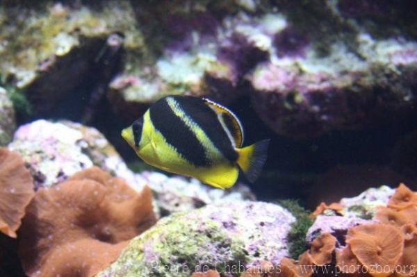 Indian butterflyfish