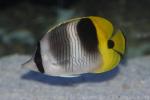 Pacific double-saddle butterflyfish