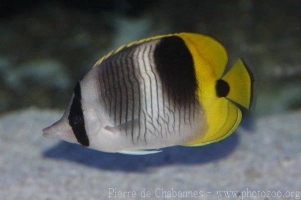 Pacific double-saddle butterflyfish