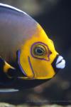 Spectacled angelfish