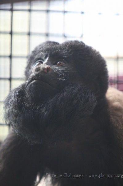 Guianan bearded saki