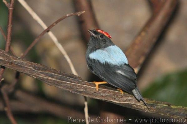 Lance-tailed manakin