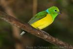 Blue-naped chlorophonia