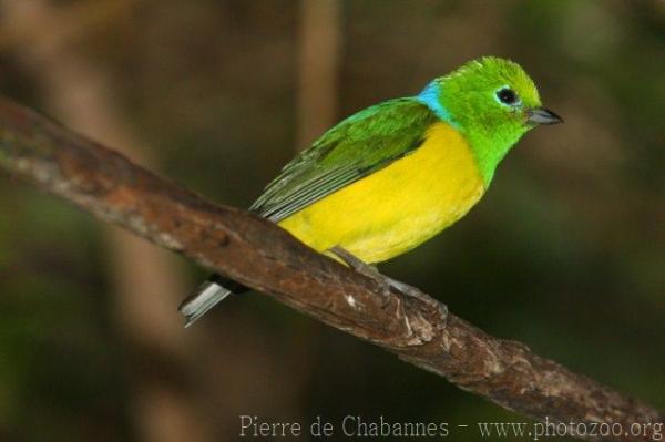 Blue-naped chlorophonia