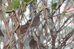 Crested bobwhite