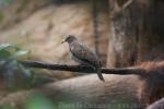 Blue ground-dove