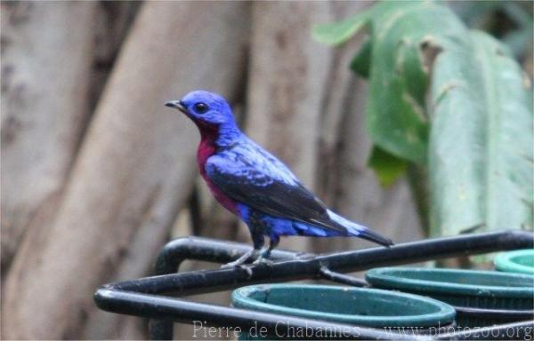 Purple-breasted cotinga