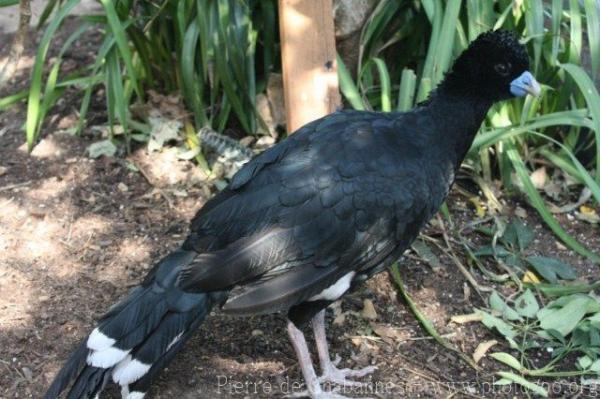 Blue-billed curassow