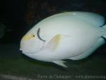 Yellowfin surgeonfish