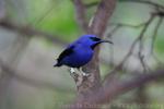 Purple honeycreeper