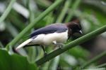 Curl-crested jay