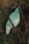 Black-faced dacnis