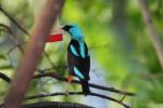 Scarlet-thighed dacnis *