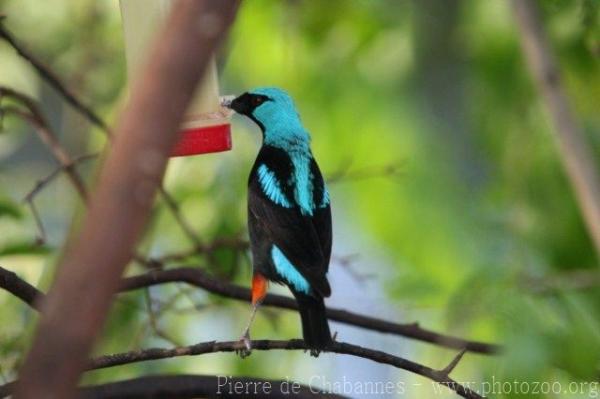 Scarlet-thighed dacnis *