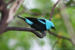 Scarlet-thighed dacnis *