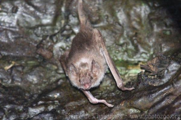 Common vampire bat