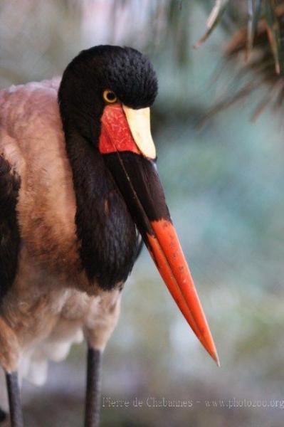 Saddlebill stork