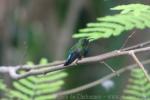 Green-throated carib