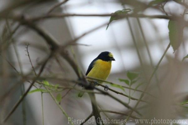 Yellow-throated euphonia