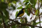 Thick-billed euphonia